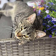 Mocha joined the competition — help win amazing prizes! animal, bouquet, cat, closeup, cozy, curious, ears, eyes, feline, flower, green_leaves, indoor, pet, purple_flower, relaxing, soft_focus, tabby_cat, whiskers, woven_surface, yellow_flower