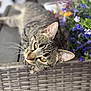 animal, bouquet, cat, closeup, cozy, curious, ears, eyes, feline, flower, green_leaves, indoor, pet, purple_flower, relaxing, soft_focus, tabby_cat, whiskers, woven_surface, yellow_flower