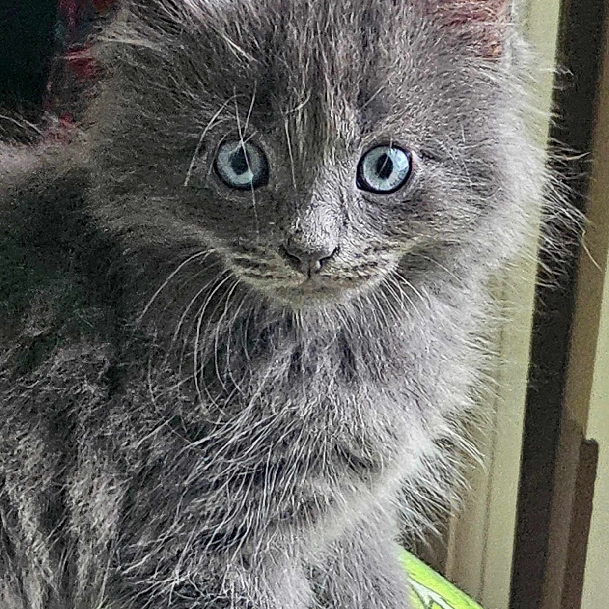 Reggie Gray is registered to the contest to win money with this photo: abyssinian, angora, animal, cat, gray, kitten, manx, pet