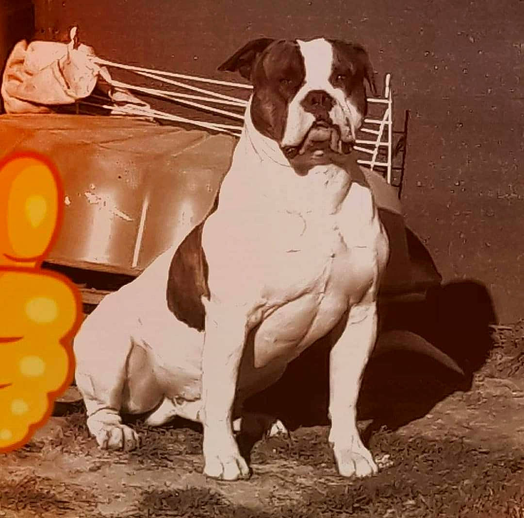 Bruce participe au concours pour gagner de l'argent avec cette photo : ancient_dog_breeds, boxer, bulldog, canidae, carnivore, companion_dog, dog, dog_breed, fawn, non_sporting_group, old_english_bulldog, olde_english_bulldogge, sporting_group