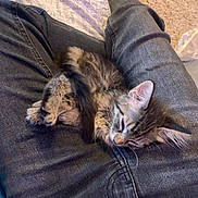 Lucy Lee joined the competition — help win amazing prizes! kitten, cat, sleeping, lap, jeans, person, indoor, furry, cute, resting, pet, tabby, small, cozy, carpet, blanket, animal, fur, relaxed, domestic