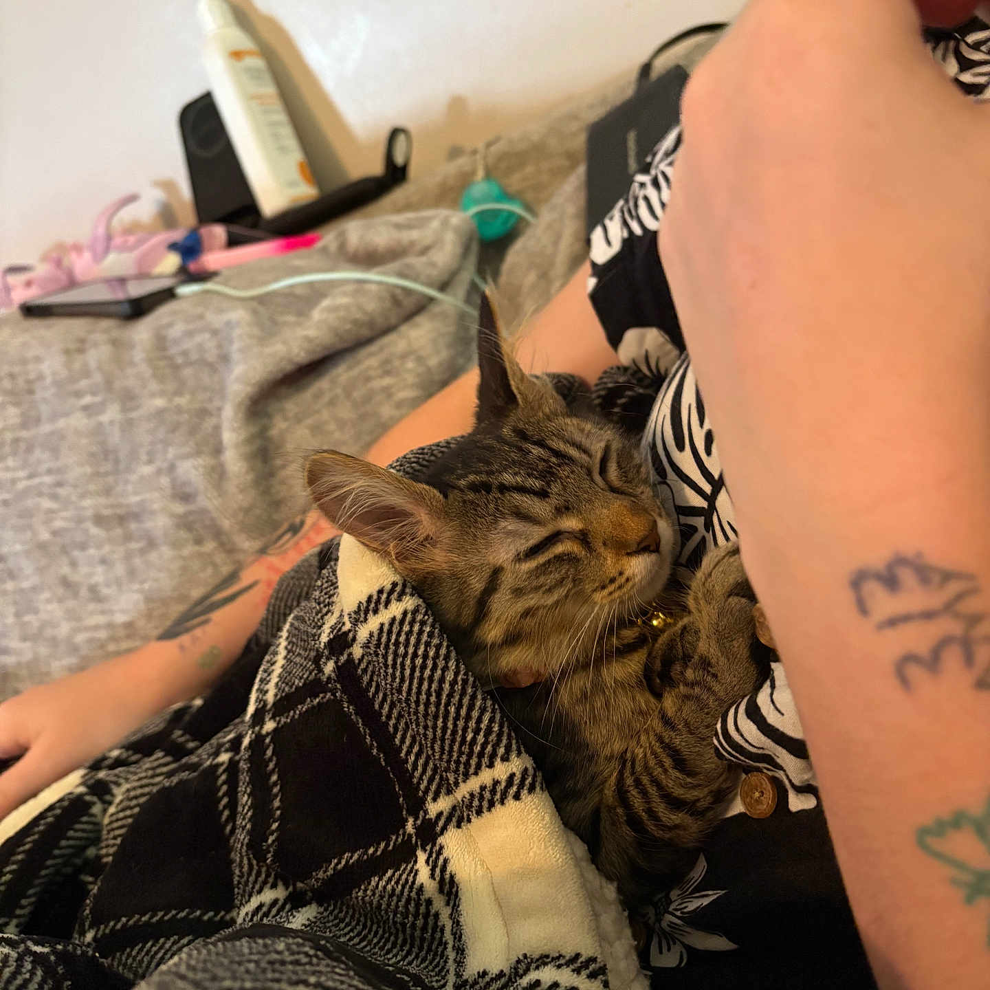 Lucy Lee is registered to the contest to win money with this photo: arm, black_and_white, blanket, cable, cat, couch, cozy, floral_shirt, fur, hand, indoor, kitten, lotion, person, phone, plaid, resting, sleeping, striped_cat, tattoo
