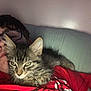 Lucy Lee is registered to the contest to win money with this photo: cat, kitten, person, glasses, red_shirt, indoor, closeup, pet, animal, resting, feline, cute, cozy, tabby, fur, face, human, casual, relaxing, portrait