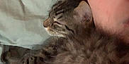 Lucy Lee is registered to the contest to win money with this photo: cat, kitten, person, glasses, bed, blanket, sleeping, cozy, close_up, indoor, furry, snuggling, face, human, resting, tabby, comfort, cute, pet, young