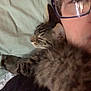 cat, kitten, person, glasses, bed, blanket, sleeping, cozy, close_up, indoor, furry, snuggling, face, human, resting, tabby, comfort, cute, pet, young