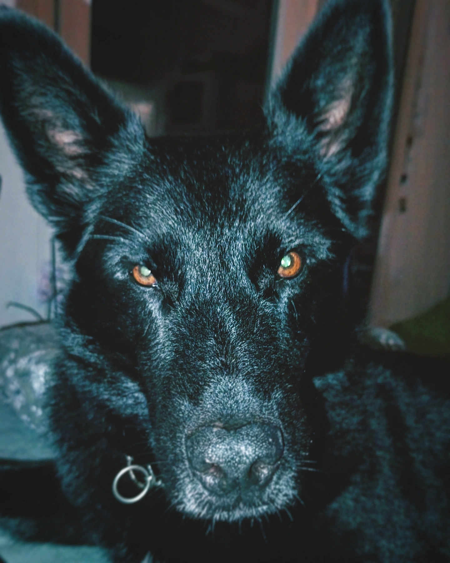 Mayko a rejoint le concours — aidez-le/la à gagner de superbes lots ! dog, black_dog, close_up, portrait, animal, pet, ears, face, fur, canine, indoor, collar, focused, looking, eyes, muzzle, nose, whiskers, domestic_animal, intense_gaze