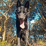 Mayko a rejoint le concours — aidez-le/la à gagner de superbes lots ! dog, black_dog, animal, tongue_out, outdoor, forest, trees, sunlight, nature, dirt, grass, playful, pet, canine, daylight, muzzle, ears, snout, happy, adventure