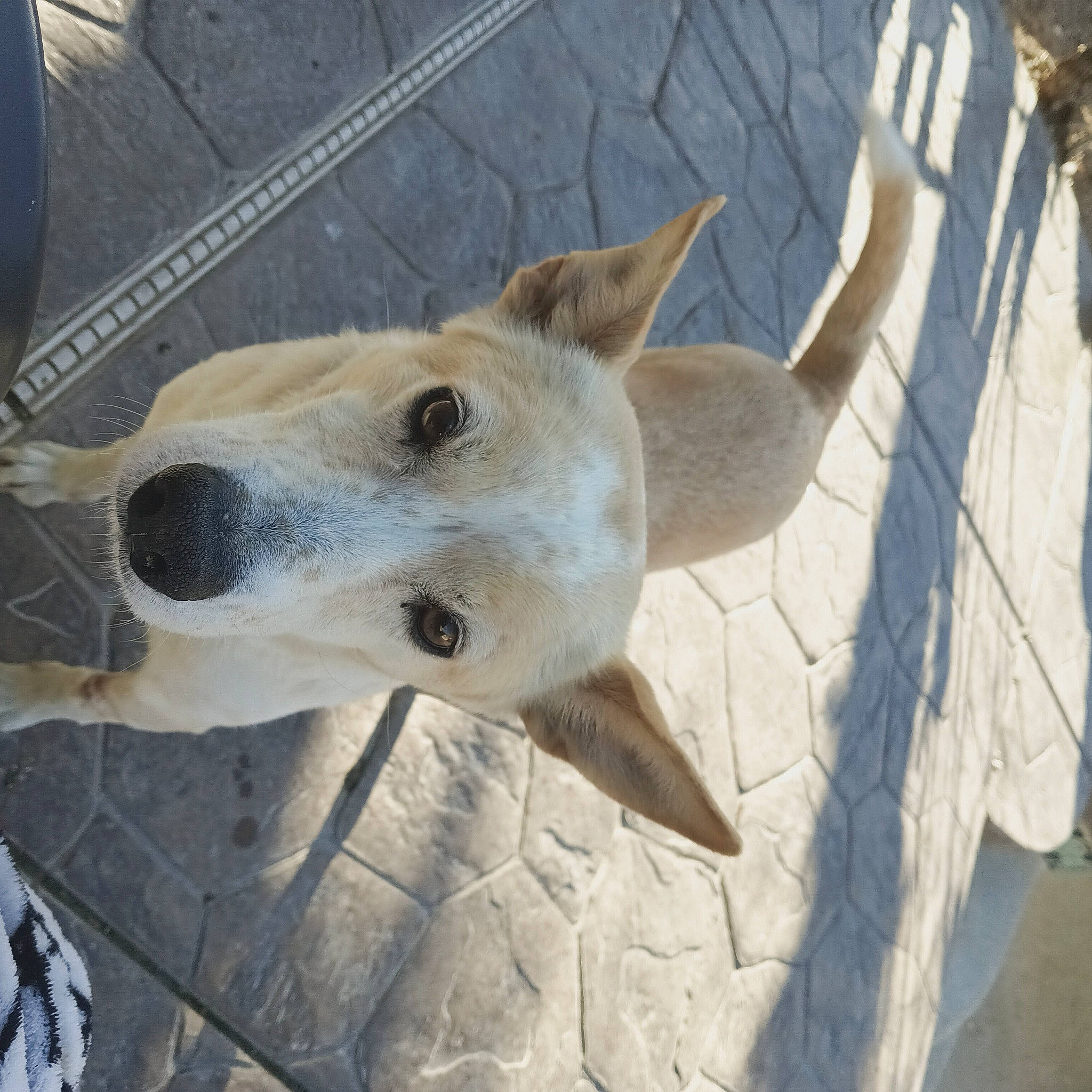 York is registered to the contest to win money with this photo: ancient_dog_breeds, canidae, carnivore, collar, companion_dog, dog, dog_breed, fawn, fur, non_sporting_group, pet_supply, snout, sporting_group, terrestrial_animal, whiskers, working_animal