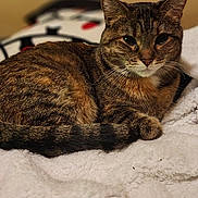 Maddie Jo is registered to the contest to win money with this photo: cat, tabby_cat, animal, pet, feline, fur, whiskers, ears, blanket, cozy, resting, indoor, soft, cute, relaxed, sleepy, mammal, domestic, warm, comfort