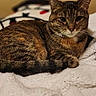 cat, tabby_cat, animal, pet, feline, fur, whiskers, ears, blanket, cozy, resting, indoor, soft, cute, relaxed, sleepy, mammal, domestic, warm, comfort