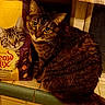 Maddie Jo is registered to the contest to win money with this photo: cat, tabby_cat, cat_food, meow_mix, bag, curious, indoor, kitchen, window, tile, pet, feline, animal, close_up, orange_lighting, food_package, domestic_cat, looking, sitting, whiskers
