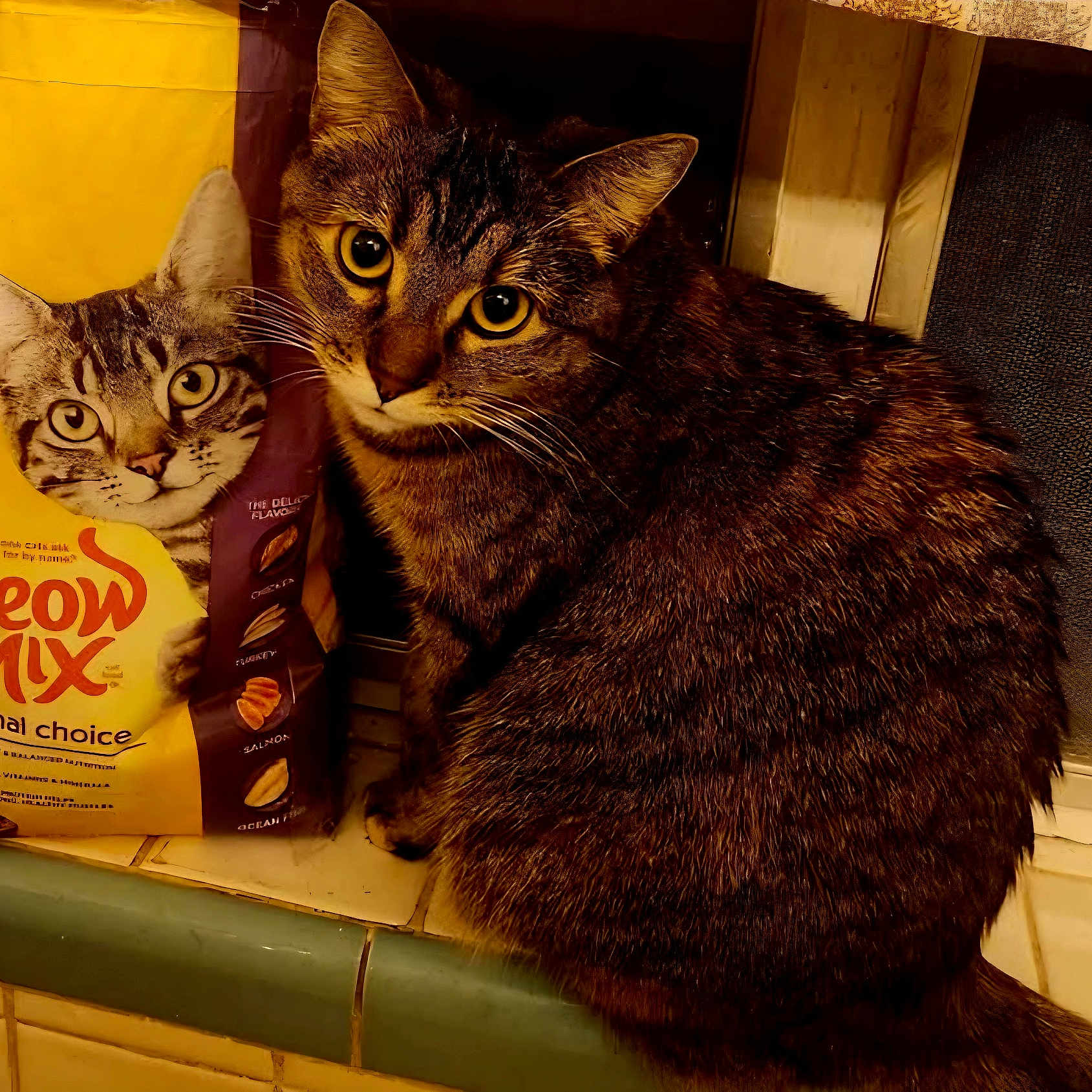 Maddie Jo is registered to the contest to win money with this photo: cat, tabby_cat, cat_food, meow_mix, bag, curious, indoor, kitchen, window, tile, pet, feline, animal, close_up, orange_lighting, food_package, domestic_cat, looking, sitting, whiskers