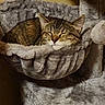 cat, tabby, sleeping, cozy, hammock, cat_tree, furry, pet, indoor, resting, cute, animal, feline, relaxed, warm_lighting, soft_texture, comfort, nap, domestic, peaceful