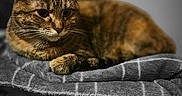 Maddie Jo joined the competition — help win amazing prizes! animal, blanket, cat, cozy, cute, domestic_animal, ears, feline, fur, indoor, lying_down, mammal, pet, portrait, relaxed, resting, sleepy, soft, tabby, whiskers