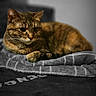 cat, tabby, animal, pet, feline, resting, blanket, indoor, cozy, fur, lying_down, domestic_animal, cute, whiskers, ears, relaxed, portrait, mammal, sleepy, soft