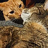 Maddie Jo joined the competition — help win amazing prizes! cat, orange_cat, tabby_cat, indoor, close_up, pet, feline, fur, whiskers, face, nose, animal, cute, companionship, relaxed, domestic, mammal, friendship, close_contact, warm