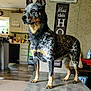 dog, indoor, kitchen, table, pet, alert, standing, fur, brown, black, white, speckled, ears, home_decor, sign, floor, cabinet, window, counter, appliance