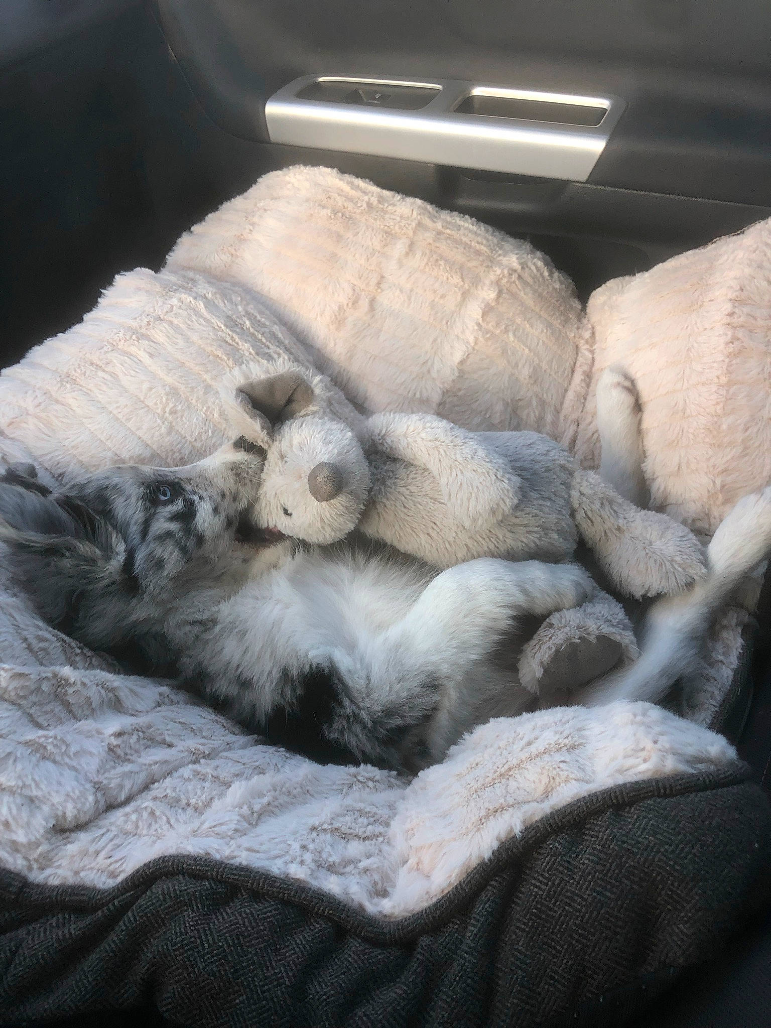 Moon a rejoint le concours — aidez-le/la à gagner de superbes lots ! bed_sheet, bedding, bedroom, carnivore, cat, comfort, companion_dog, domestic_short_haired_cat, duvet, felidae, fur, grey, linens, mammal, nap, small_to_medium_sized_cats, tail, whiskers, window, wood