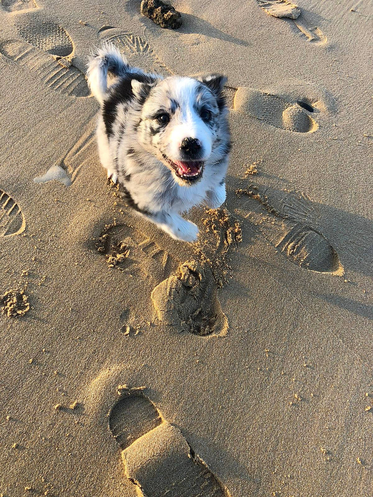 Moon participe au concours pour gagner de l'argent avec cette photo : beach, canidae, carnivore, companion_dog, dog, dog_breed, landscape, ocean, paw, sand, shadow, snout, soil, sporting_group, walking, working_dog