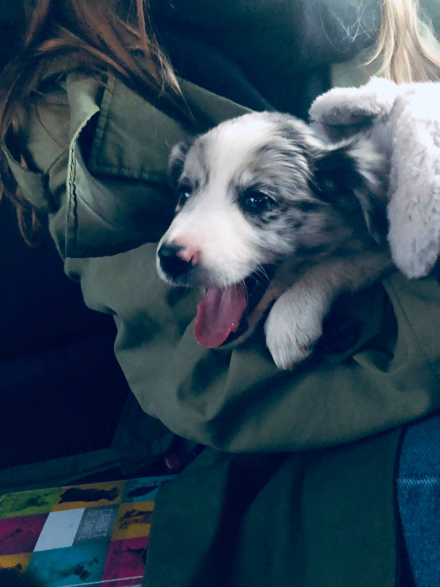 Moon a rejoint le concours — aidez-le/la à gagner de superbes lots ! canidae, carnivore, companion_dog, dog, dog_breed, fang, fur, happy, herding_dog, jaw, love, puppy, puppy_love, snout, sporting_group, whiskers, working_dog