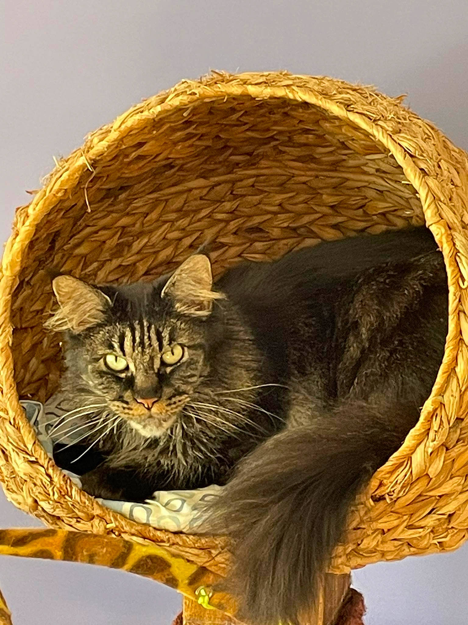 Sydney participe au concours pour gagner de l'argent avec cette photo : art, basket, carnivore, cat, cat_bed, cat_supply, domestic_short_haired_cat, felidae, fur, hat, illustration, pet_supply, small_to_medium_sized_cats, snout, tail, terrestrial_animal, whiskers, wicker, window, wood
