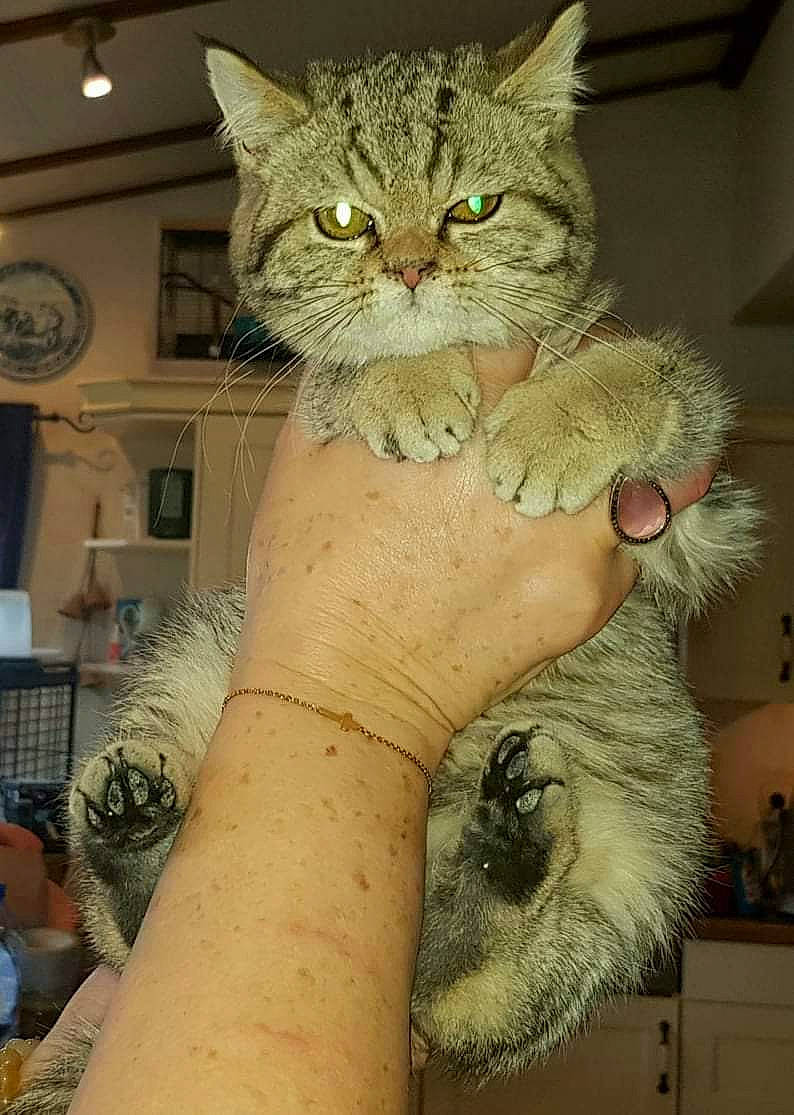 Sydney a rejoint le concours — aidez-le/la à gagner de superbes lots ! carnivore, cat, claw, clock, domestic_short_haired_cat, fawn, felidae, fur, gesture, nail, paw, small_to_medium_sized_cats, snout, tail, whiskers, window