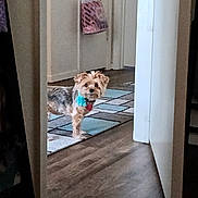 Lucy is registered to the contest to win money with this photo: dog, small_dog, indoor, hallway, flooring, rug, curious, pet, animal, collar, blue_flower, red_tag, doorway, wood_floor, home, domestic, standing, fur, cute, looking