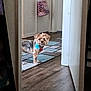 dog, small_dog, indoor, hallway, flooring, rug, curious, pet, animal, collar, blue_flower, red_tag, doorway, wood_floor, home, domestic, standing, fur, cute, looking
