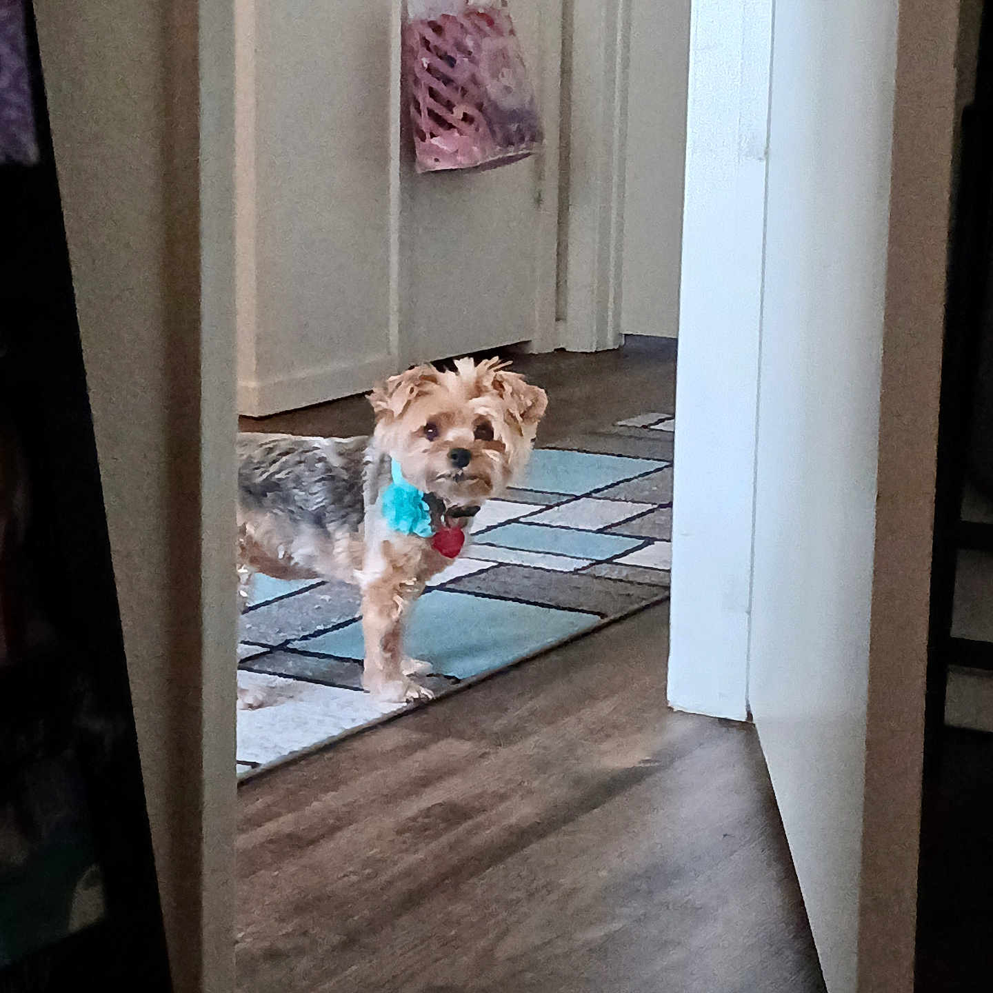 Lucy is registered to the contest to win money with this photo: animal, blue_flower, collar, curious, cute, dog, domestic, doorway, flooring, fur, hallway, home, indoor, looking, pet, red_tag, rug, small_dog, standing, wood_floor