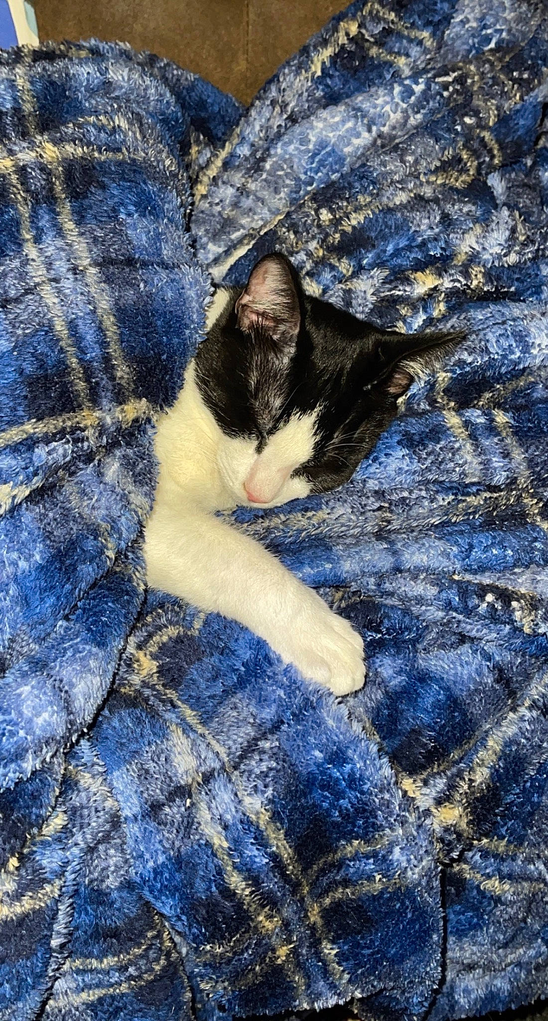 Hazelnut joined the competition — help win amazing prizes! blue, carnivore, cat, denim, domestic_short_haired_cat, electric_blue, felidae, fur, grass, human_leg, pattern, paw, rock, shadow, small_to_medium_sized_cats, tail, tree, whiskers, winter, wood