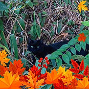 Bea joined the competition — help win amazing prizes! animal, autumn_leaves, black_cat, camouflage, colorful, dry_twigs, fall, foliage, forest_floor, green_eyes, green_leaves, hidden, leafy, nature, outdoor, pet, plant, red_berries, seasonal, wildlife