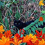 animal, autumn_leaves, black_cat, camouflage, colorful, dry_twigs, fall, foliage, forest_floor, green_eyes, green_leaves, hidden, leafy, nature, outdoor, pet, plant, red_berries, seasonal, wildlife