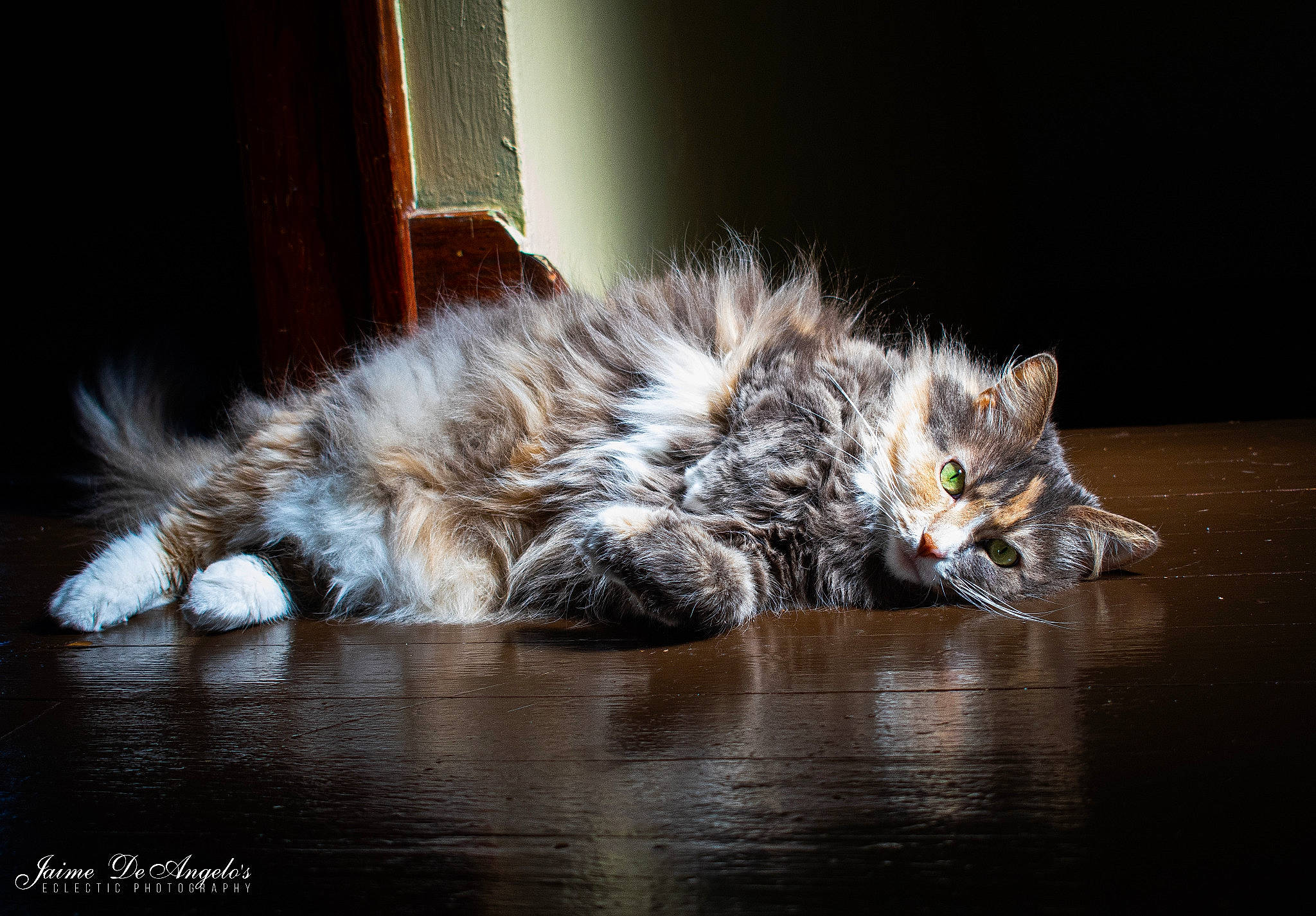 Tookie is registered to the contest to win money with this photo: american_curl, british_semi_longhair, carnivore, cat, dragon_li, european_shorthair, felidae, fur, kitten, kurilian_bobtail, laperm, maine_coon, mammal, norwegian_forest_cat, siberian, small_to_medium_sized_cats, tabby_cat, whiskers, wild_cat, wildlife