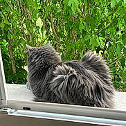 Zéphyr participe au concours pour gagner de l'argent avec cette photo : animal, back_view, cat, contemplation, daylight, feline, fluffy, fur, garden, gray_cat, greenery, leaves, nature, outdoor, peaceful, pet, quiet, resting, window, windowsill