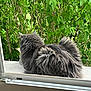 animal, back_view, cat, contemplation, daylight, feline, fluffy, fur, garden, gray_cat, greenery, leaves, nature, outdoor, peaceful, pet, quiet, resting, window, windowsill