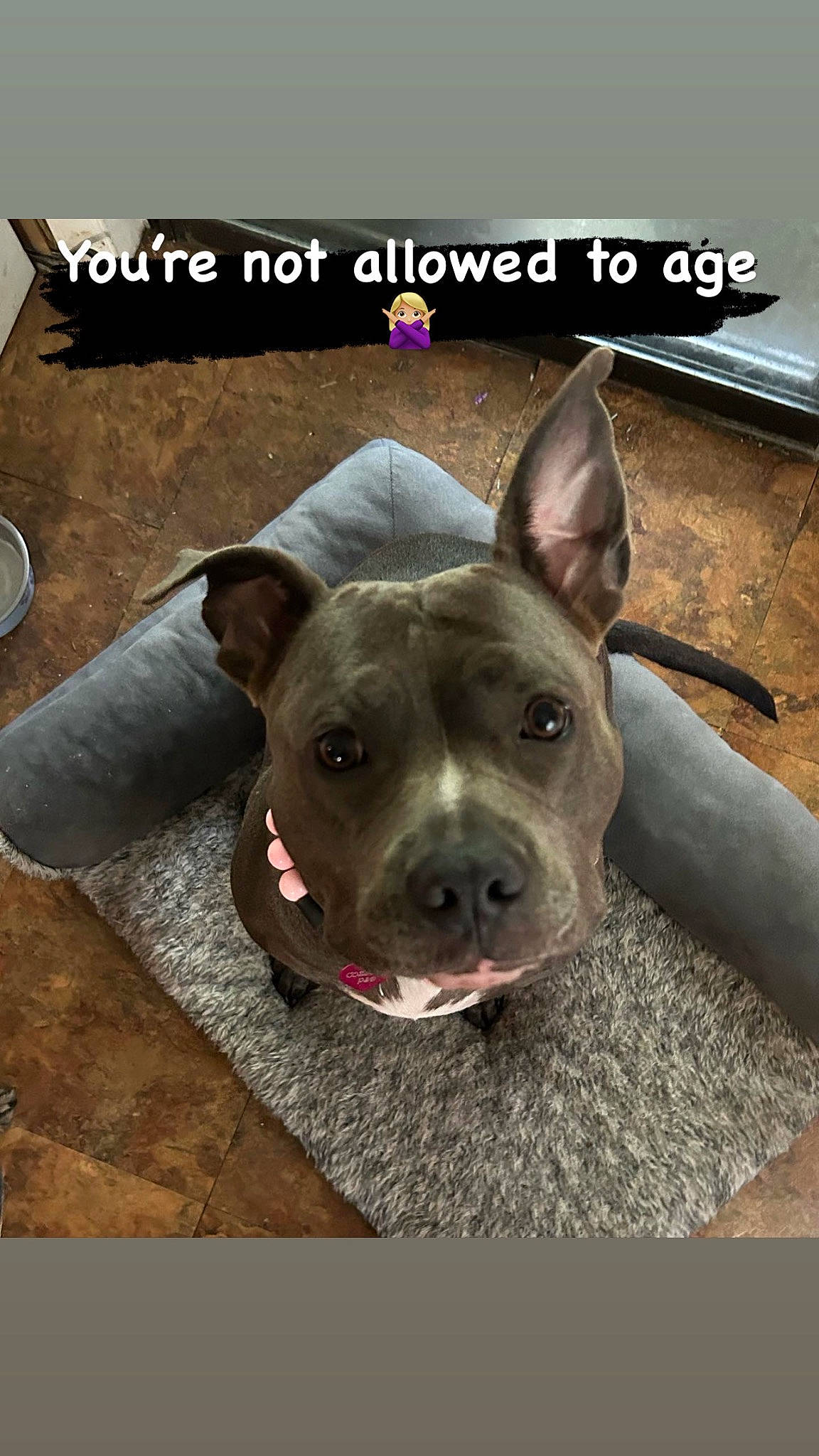 Cozsette is registered to the contest to win money with this photo: canidae, carnivore, collar, companion_dog, dog, dog_breed, fawn, font, non_sporting_group, photo_caption, serveware, snout, sporting_group, tableware, whiskers