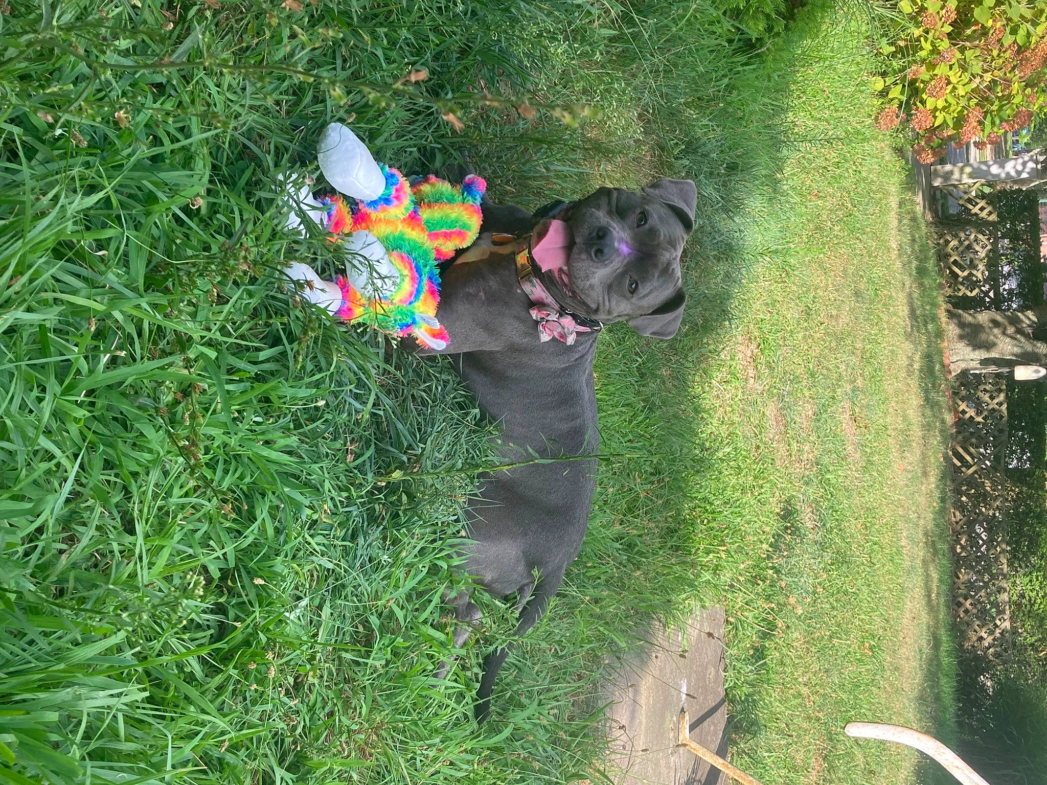 Cozsette is registered to the contest to win money with this photo: dog_breed, fun, garden, grass, grass_family, grassland, groundcover, landscape, lawn, lawn_ornament, leisure, people_in_nature, plant, shrub, soil, sporting_group, terrestrial_plant, toddler, tree, yard