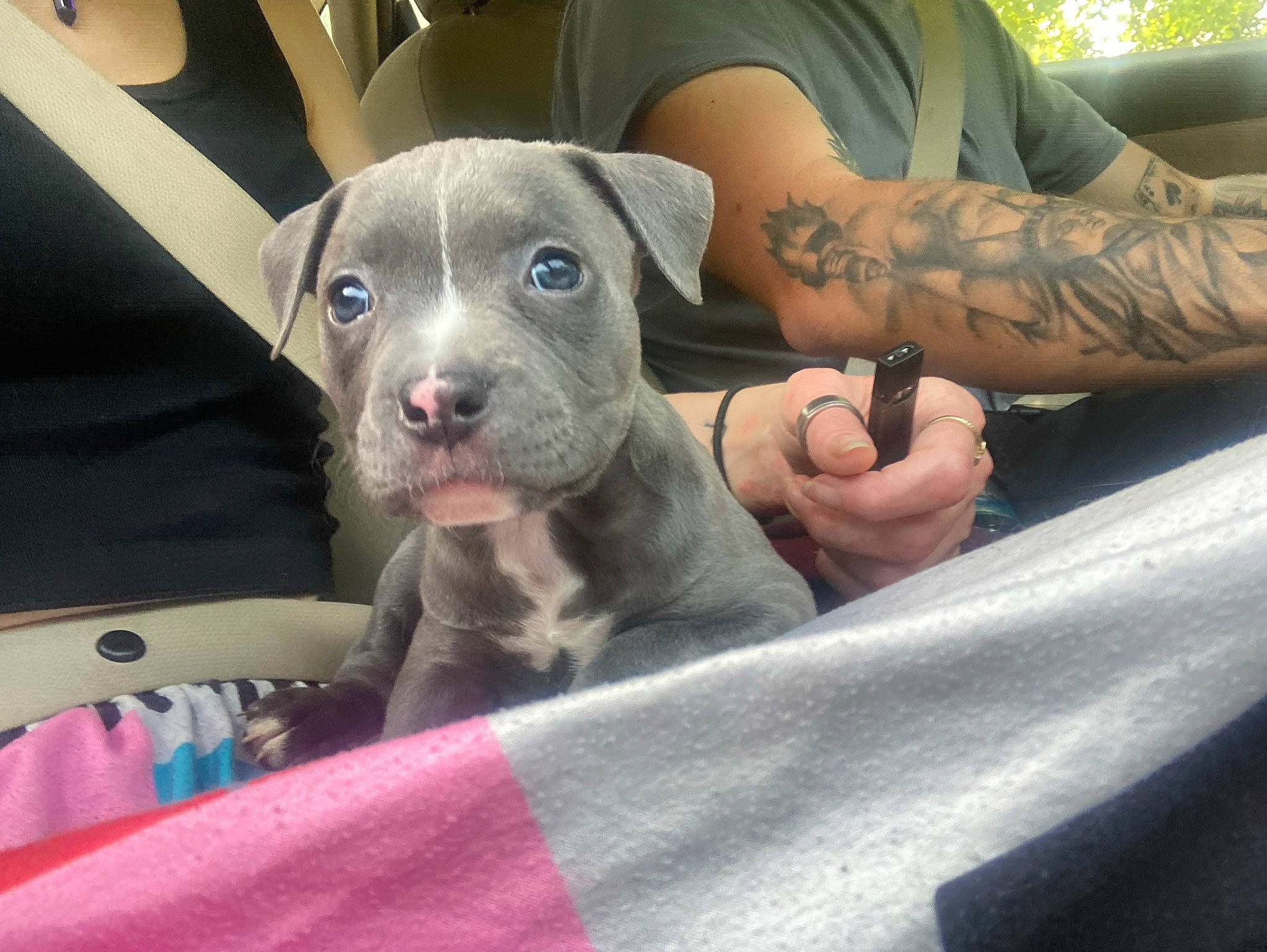 Cozsette joined the competition — help win amazing prizes! calf, canidae, carnivore, comfort, companion_dog, dog, dog_breed, elbow, finger, flesh, foot, human_leg, nail, sitting, sporting_group, tattoo, temporary_tattoo, thigh, working_animal, wrist