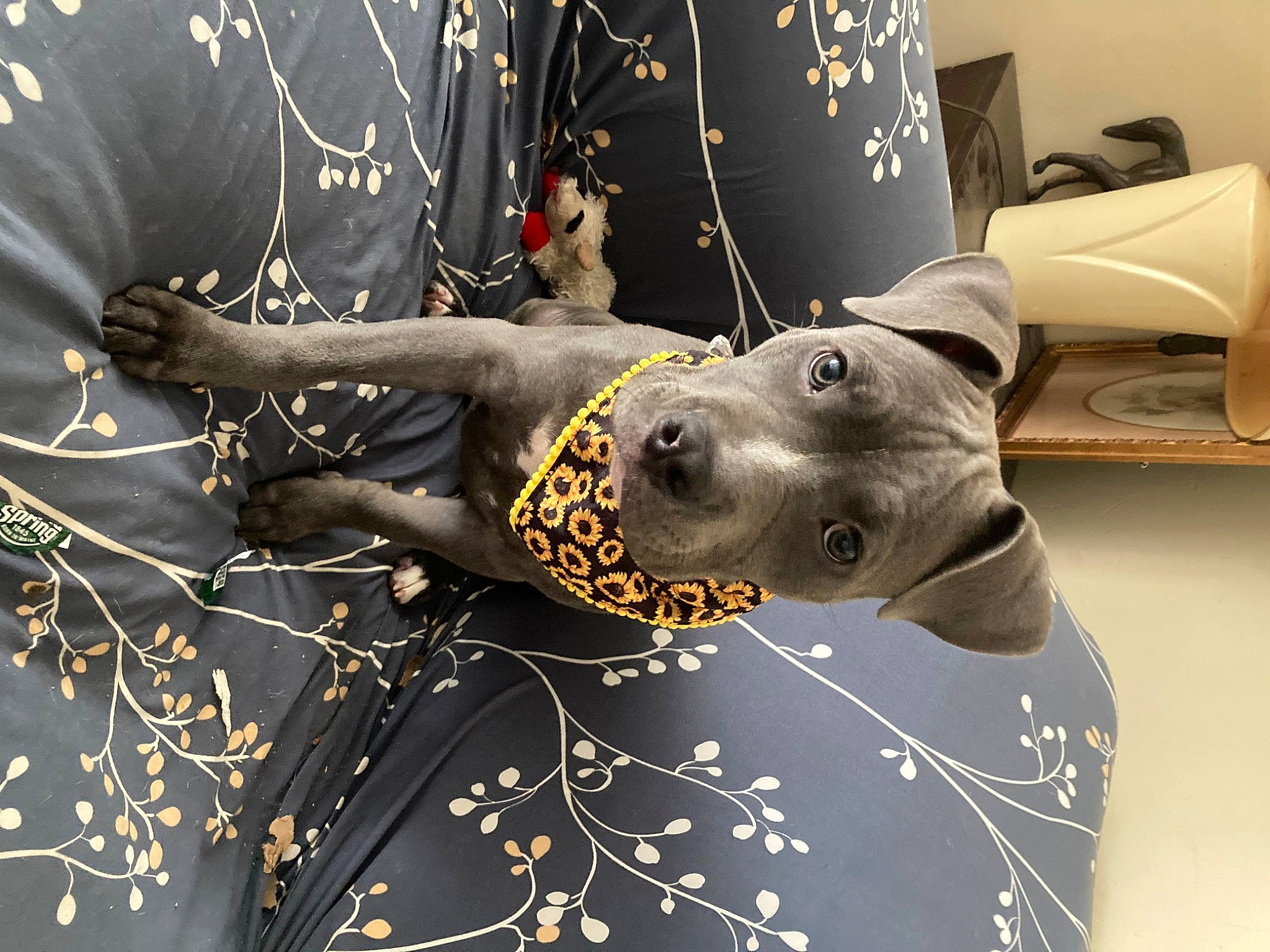 Cozsette is registered to the contest to win money with this photo: art, carnivore, dog, dog_breed, fashion_accessory, gesture, graphic_design, guard_dog, hat, illustration, party_supply, pattern, personal_protective_equipment, sleeve, twig, visual_arts, whiskers, working_animal