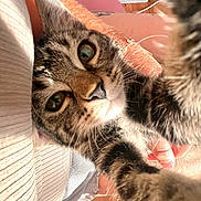 Manny participe au concours pour gagner de l'argent avec cette photo : cat, tabby, pet, indoor, closeup, paw, curious, feline, whiskers, eyes, fur, home, chair, cabinet, wood_floor, person_hand, cozy, cute, animal, selfie