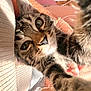 cat, tabby, pet, indoor, closeup, paw, curious, feline, whiskers, eyes, fur, home, chair, cabinet, wood_floor, person_hand, cozy, cute, animal, selfie
