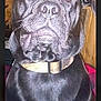 Gadicus joined the competition — help win amazing prizes! carnivore, collar, companion_dog, dog, dog_breed, dog_collar, fawn, fur, liver, non_sporting_group, photography, snout, sporting_group, whiskers, working_animal, working_dog
