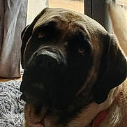 Salsa participe au concours pour gagner de l'argent avec cette photo : dog, mastiff, large_dog, pet, indoor, window, curtain, carpet, collar, portrait, close_up, fur, snout, nose, ear, brown_fur, black_face, eye, relaxed, companion