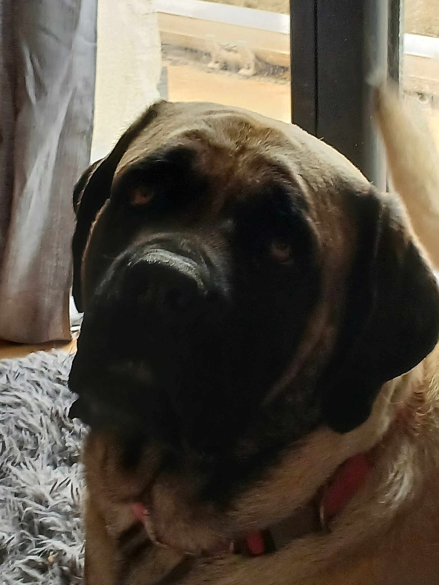 Salsa participe au concours pour gagner de l'argent avec cette photo : dog, mastiff, large_dog, pet, indoor, window, curtain, carpet, collar, portrait, close_up, fur, snout, nose, ear, brown_fur, black_face, eye, relaxed, companion