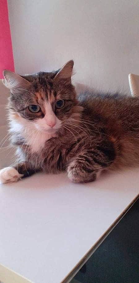 Orea participe au concours pour gagner de l'argent avec cette photo : carnivore, cat, claw, comfort, domestic_short_haired_cat, felidae, flooring, fur, paw, small_to_medium_sized_cats, snout, table, tail, whiskers, window, wood