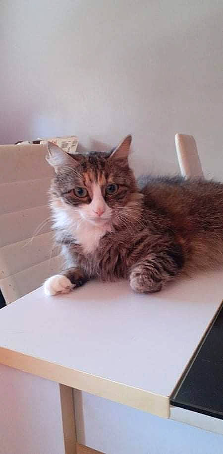 Orea a rejoint le concours — aidez-le/la à gagner de superbes lots ! box, cardboard, carnivore, cat, claw, comfort, desk, domestic_short_haired_cat, felidae, flooring, fur, hardwood, paw, sitting, small_to_medium_sized_cats, table, tail, whiskers, window, wood