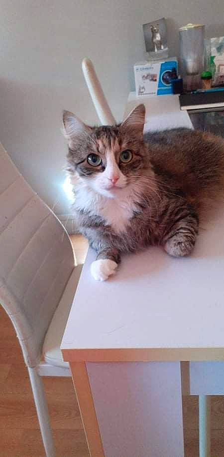 Orea participe au concours pour gagner de l'argent avec cette photo : box, cardboard, carnivore, cat, claw, comfort, desk, domestic_short_haired_cat, drawer, felidae, fur, hardwood, paw, small_to_medium_sized_cats, snout, table, tail, whiskers, window, wood