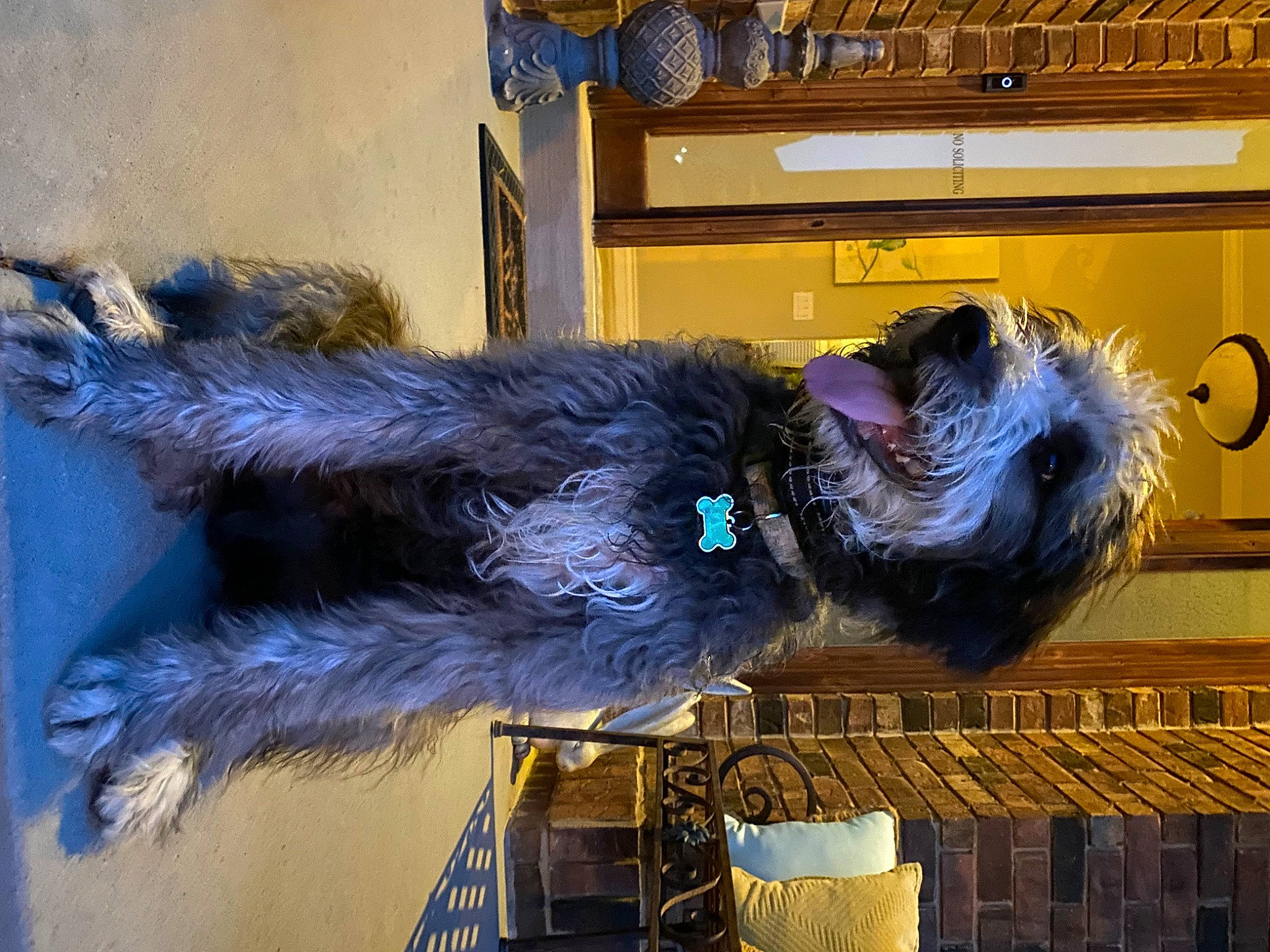 Franklin is registered to the contest to win money with this photo: art, blue, canidae, carnivore, companion_dog, dog, dog_breed, dog_supply, electric_blue, feather, fur, sporting_group, tail, visual_arts, water_dog, window, working_animal