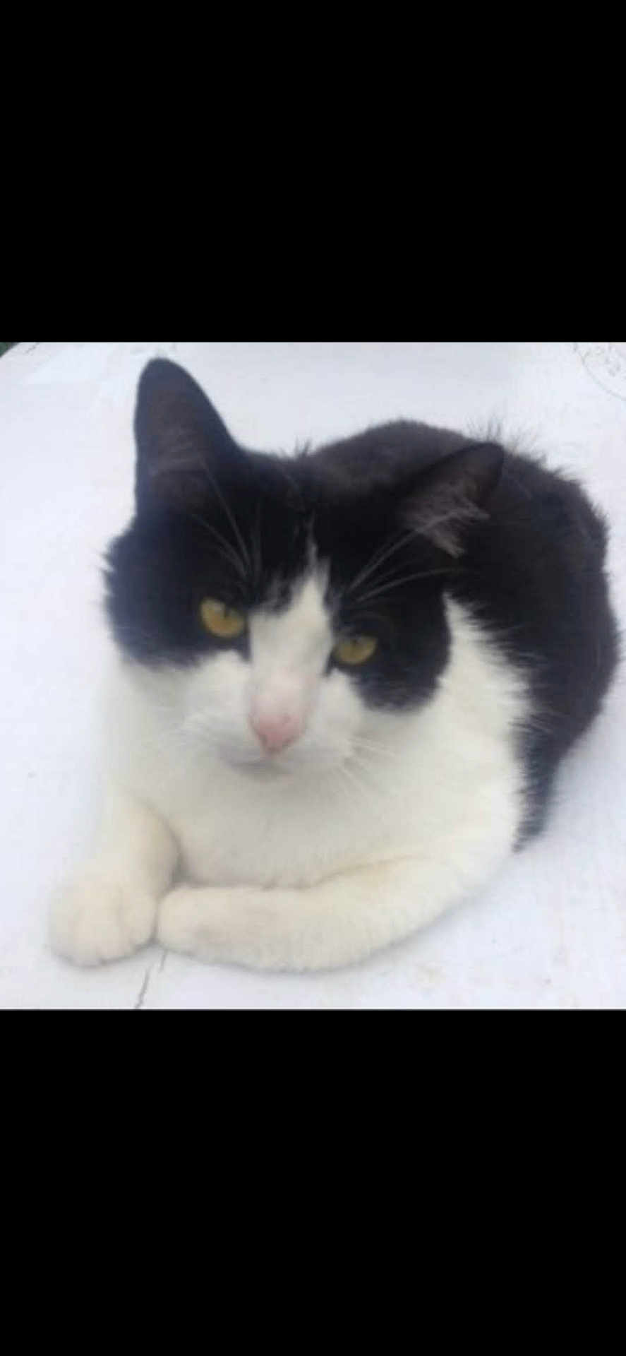 Oasis participe au concours pour gagner de l'argent avec cette photo : cat, black_and_white, resting, yellow_eyes, animal, pet, feline, cute, whiskers, fur, indoor, closeup, looking, calm, relaxed, mammal, domestic, quiet, paws, lying_down