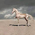 Mauhamed A.